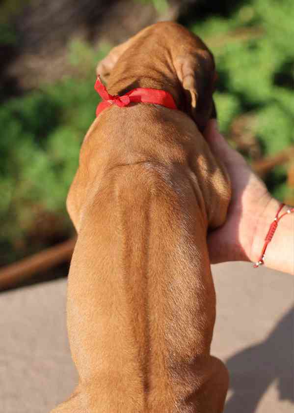 Rhodeský Ridgeback - štěňátka s PP - foto 7