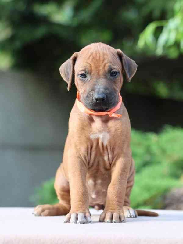 Rhodeský Ridgeback - štěňátka s PP - foto 1