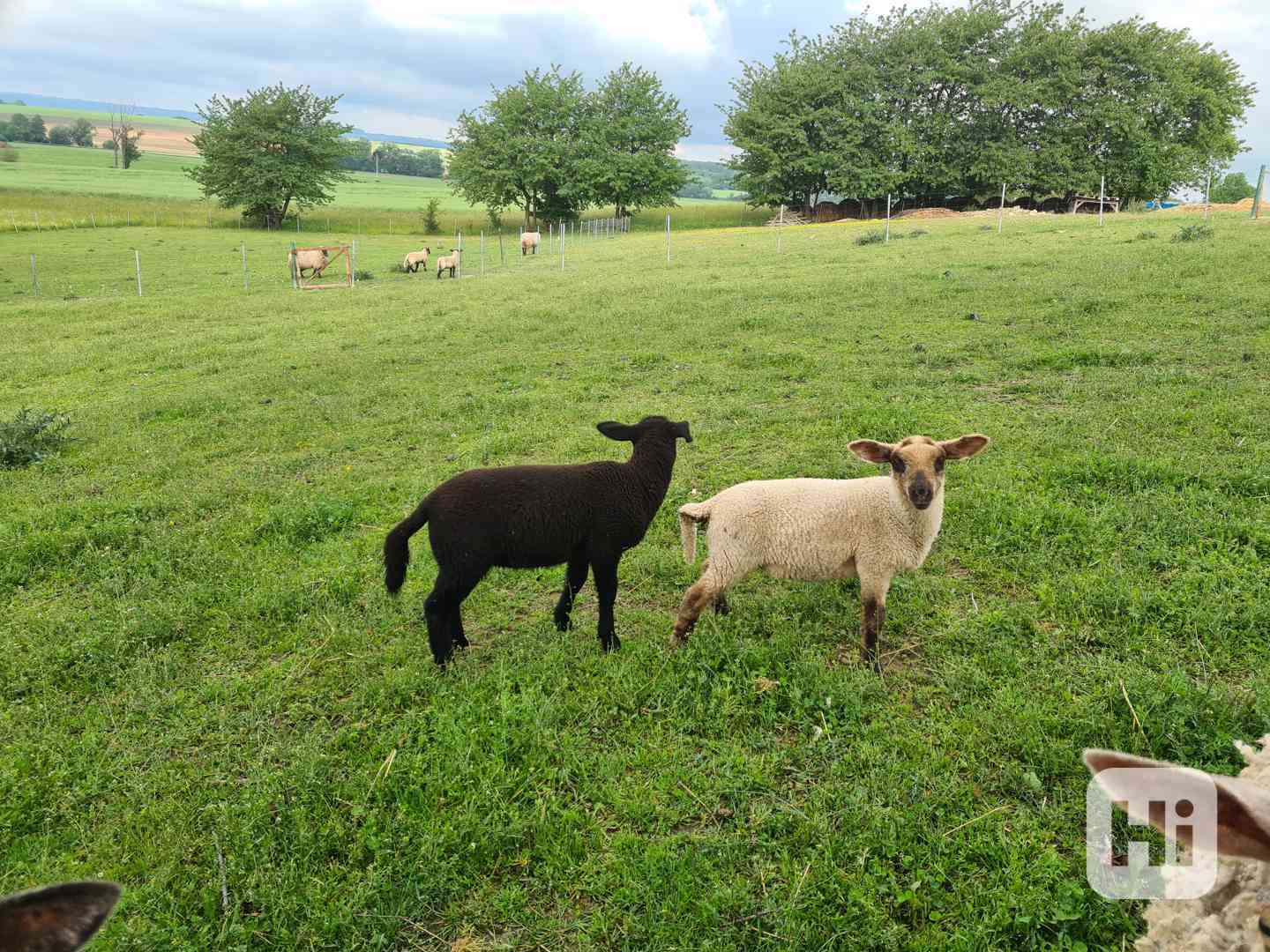 Jehňata Suffolk  - foto 1