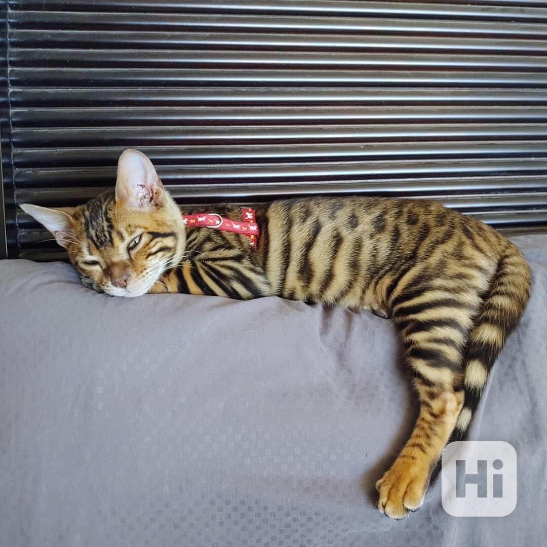 Tato dokonale úchvatná koťata plemene Toyger  - foto 1