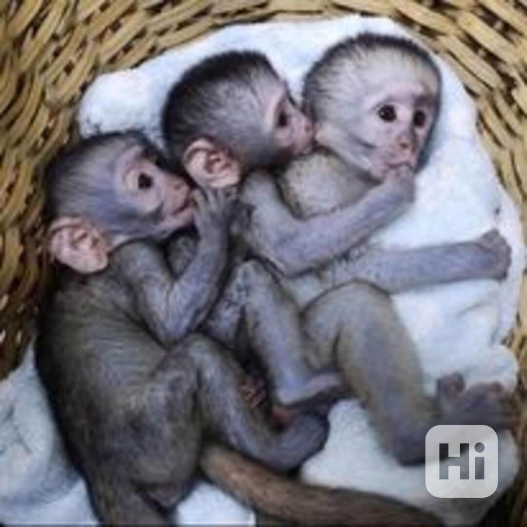 Hravé a krásné kapucínské opice - foto 1