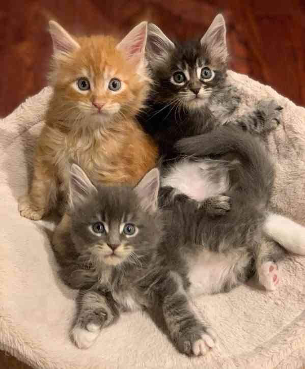 Roztomilé Mainská mývalí koťata na prodej