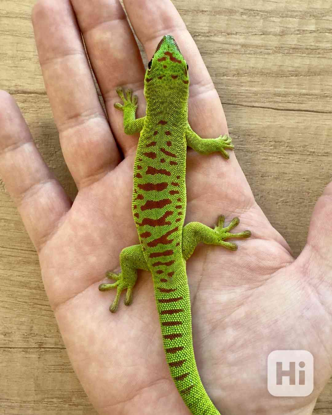 Phelsuma grandis high red - samec - foto 1