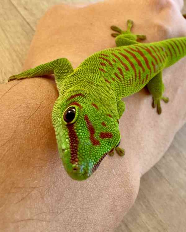 Phelsuma grandis high red - samec - foto 2