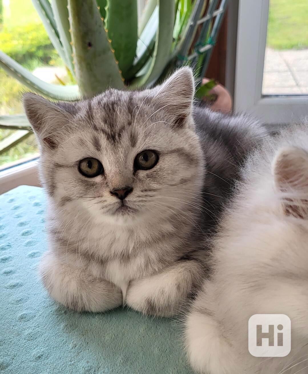 Koťátka Whiskas - foto 1