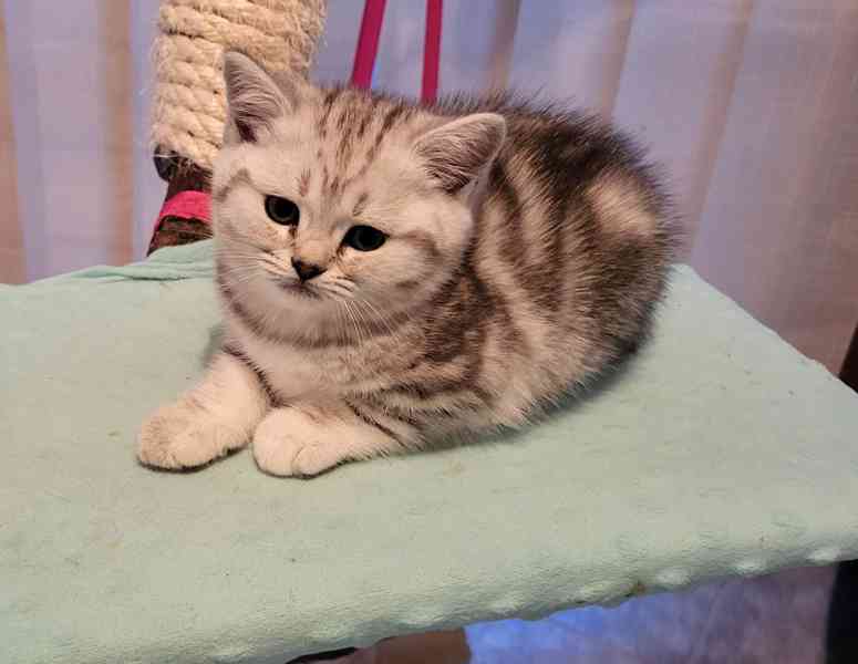 Koťátka Whiskas - foto 2