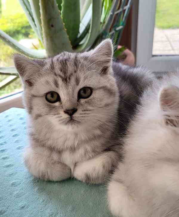 Koťátka Whiskas