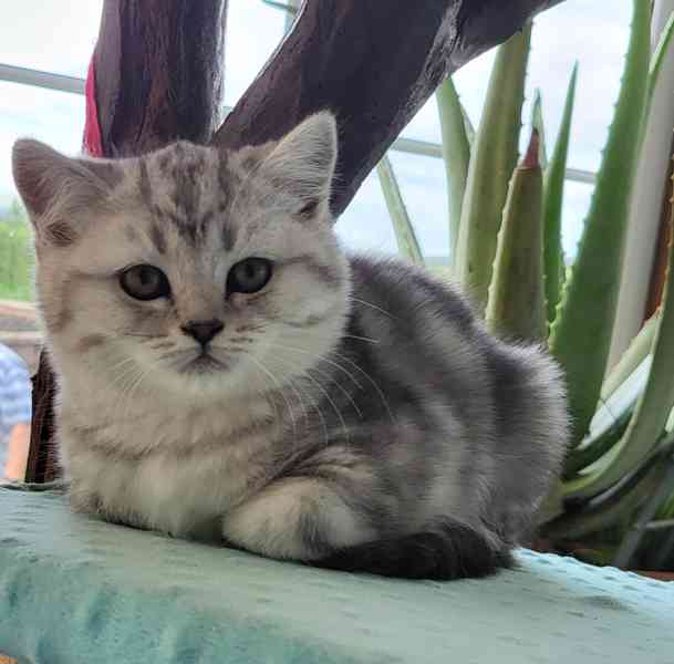 Koťátka Whiskas - foto 3