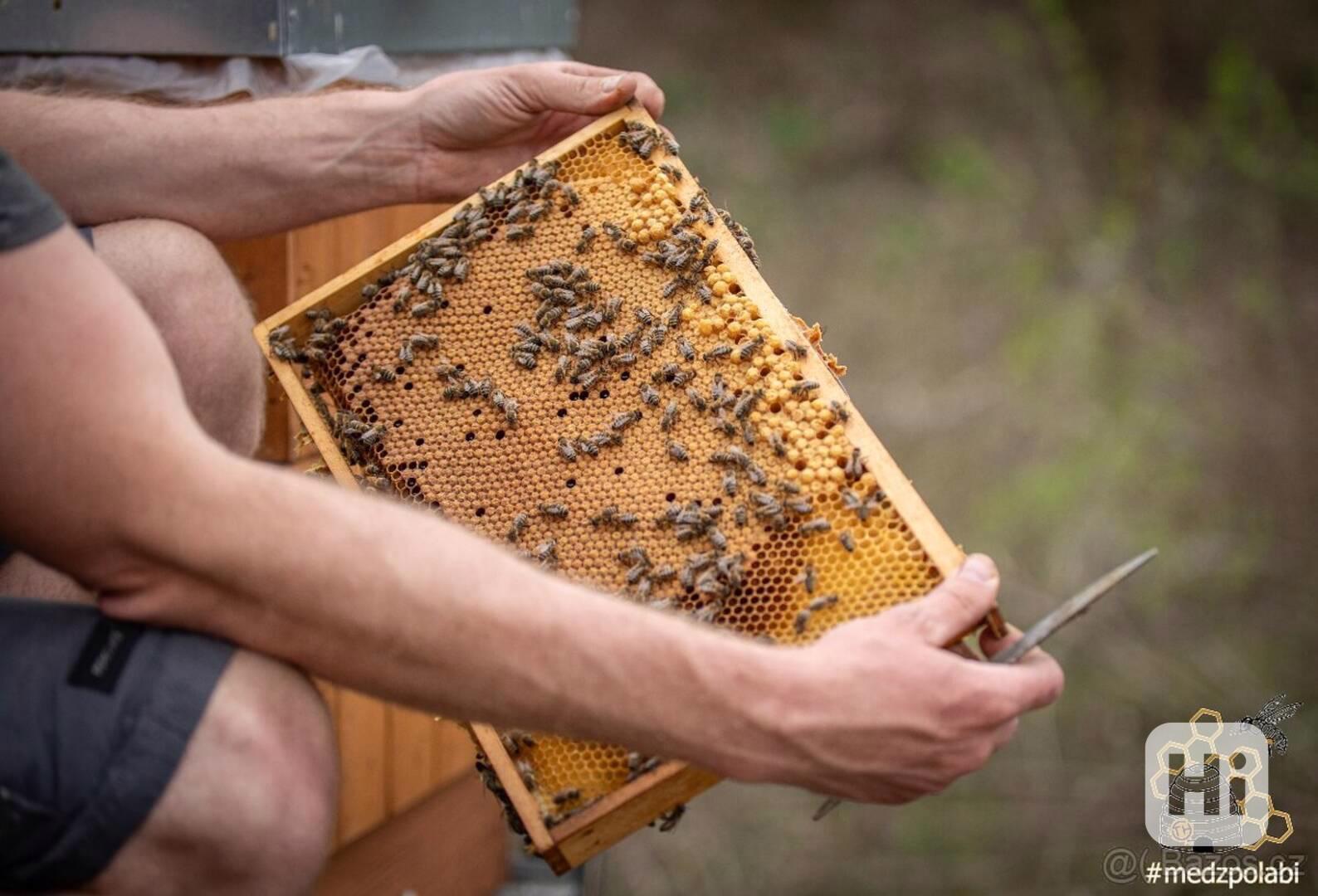 Včelí oddělky 2026, r.m. 39*24 - foto 1