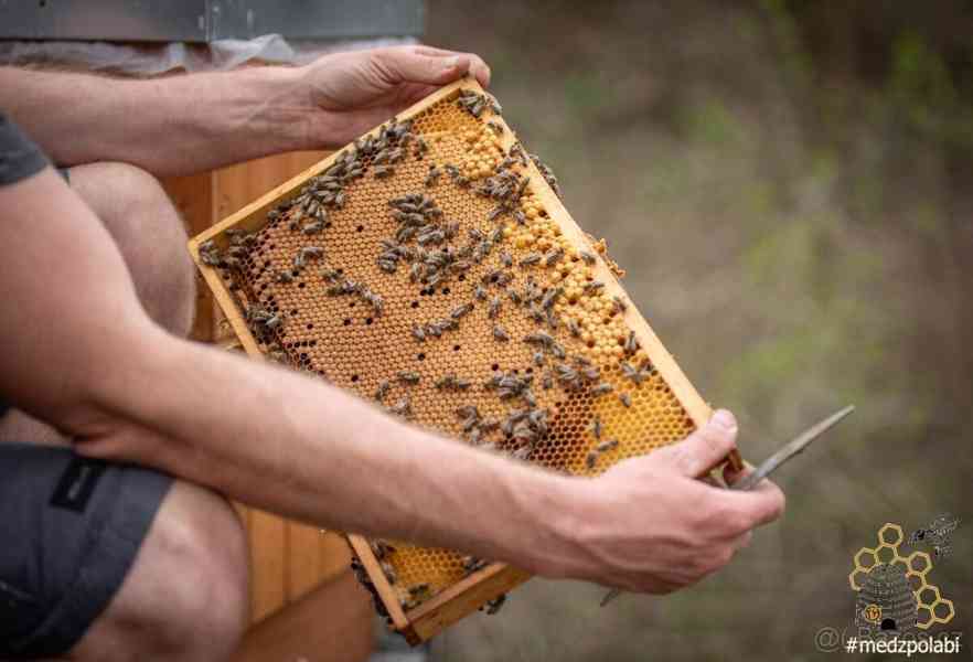 Včelí oddělky 2026, r.m. 39*24 - foto 1