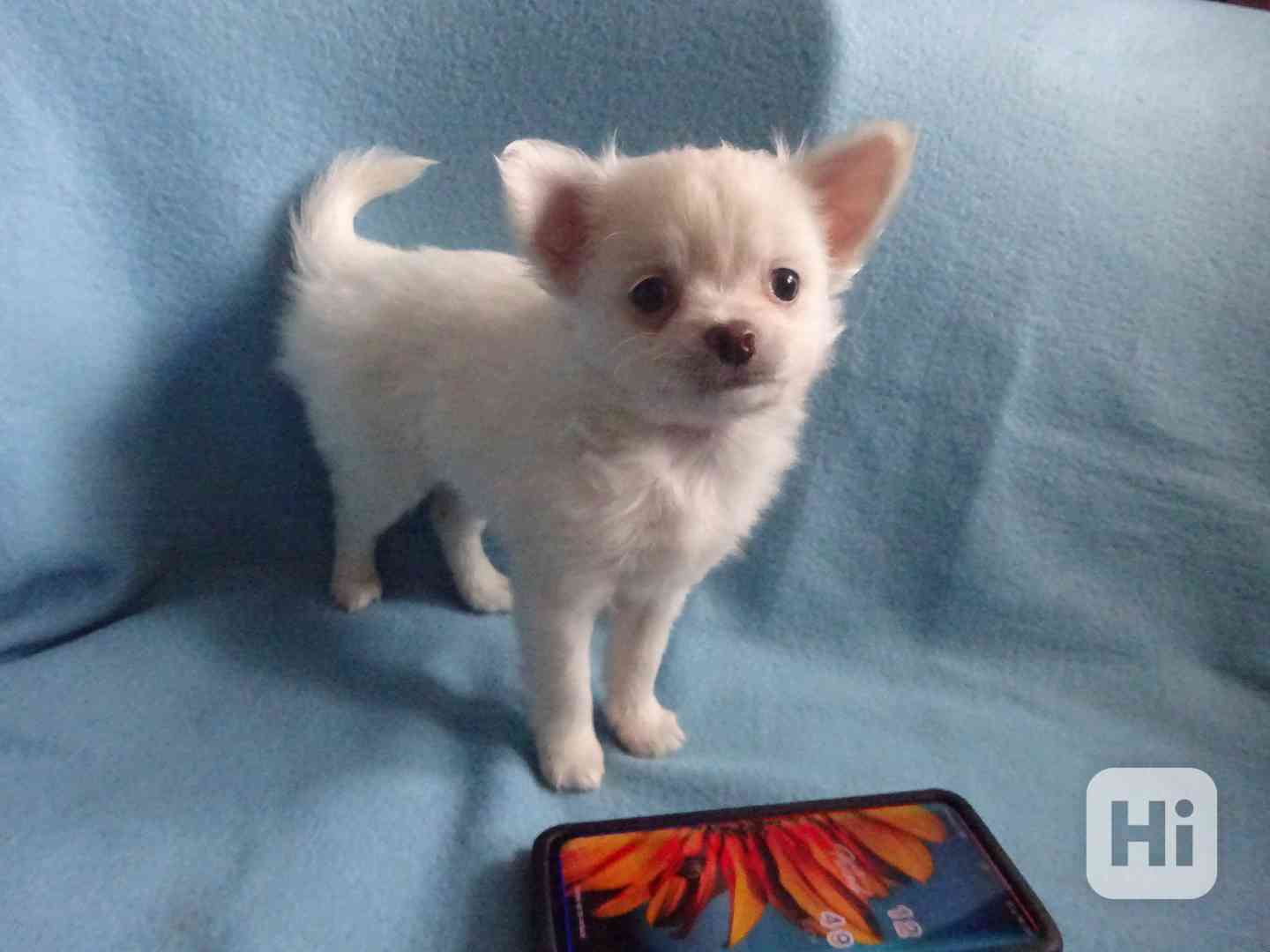 Štěňátko čivava bez PP, dlouhosrstý pejsek.  - foto 1