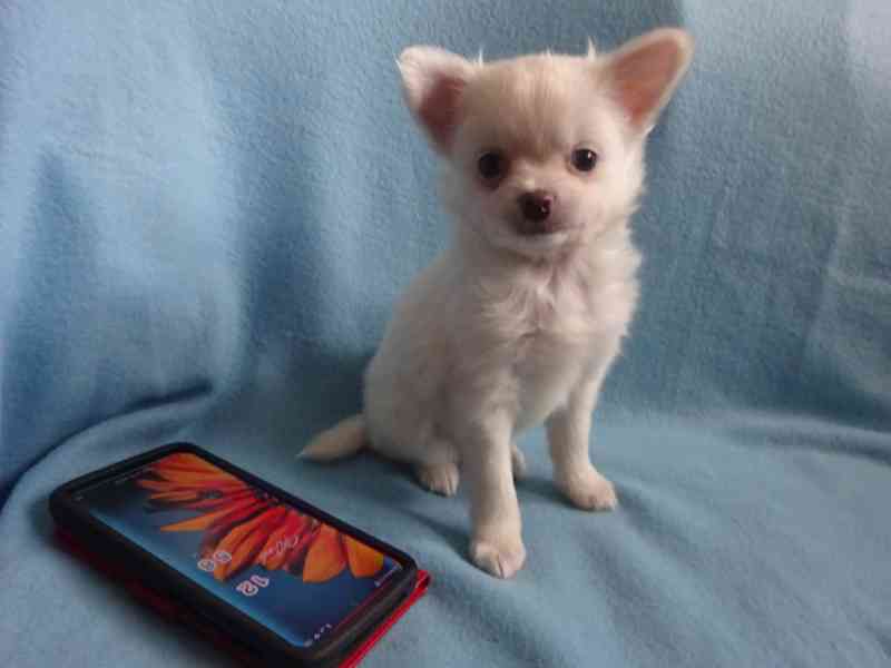 Štěňátko čivava bez PP, dlouhosrstý pejsek.  - foto 4