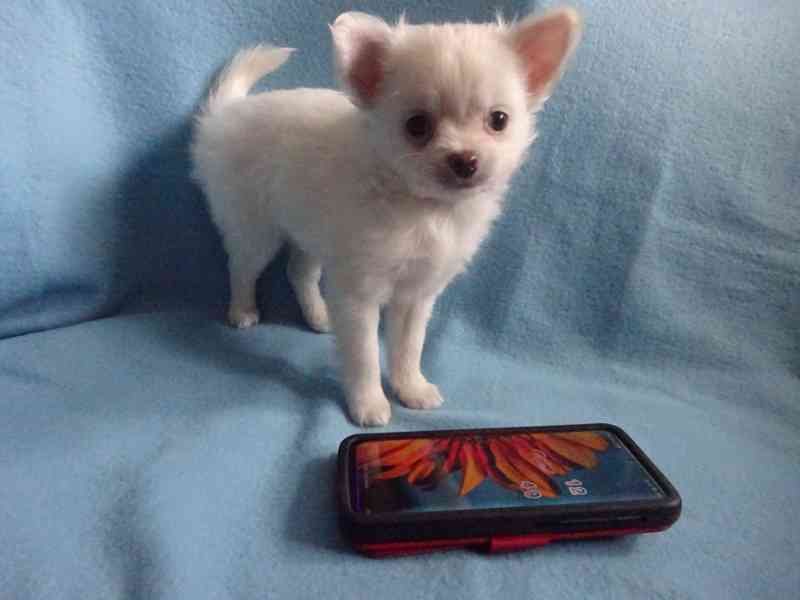 Štěňátko čivava bez PP, dlouhosrstý pejsek.  - foto 5