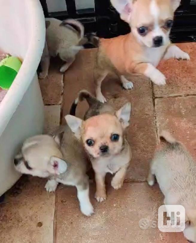 Štěňata čivavy Pp - foto 1