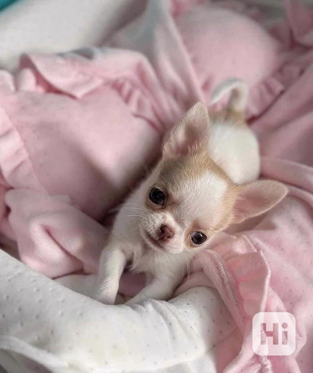 Štěňata čivavy - foto 1