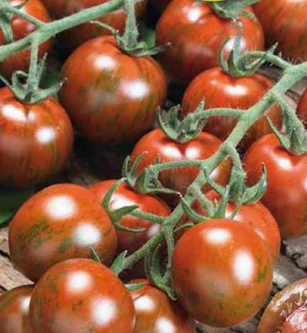 semena rajče Tigrino - foto 1