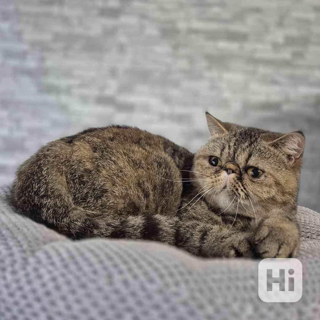 Exotická kočička s Pp  - foto 1