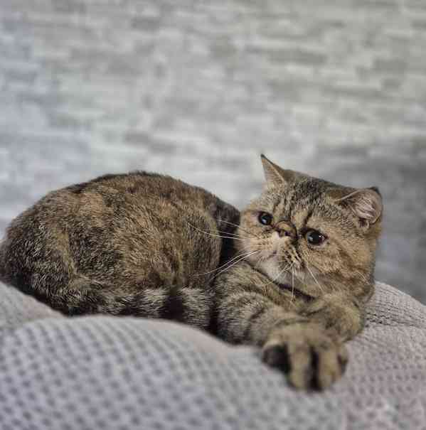 Exotická kočička s Pp  - foto 3