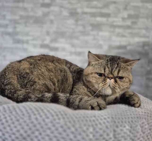 Exotická kočička s Pp  - foto 4