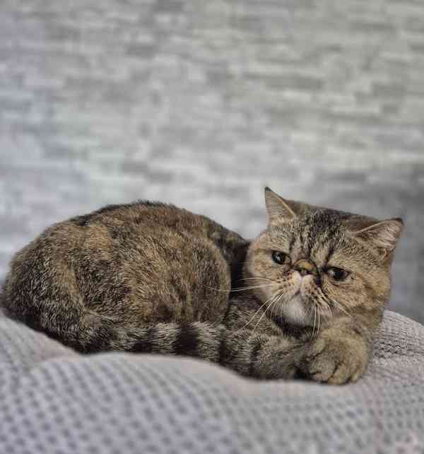 Exotická kočička s Pp  - foto 2