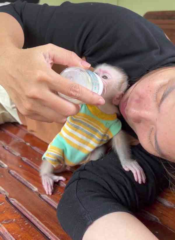 Milující a rozkošné mládě kapucínské opice k adopci