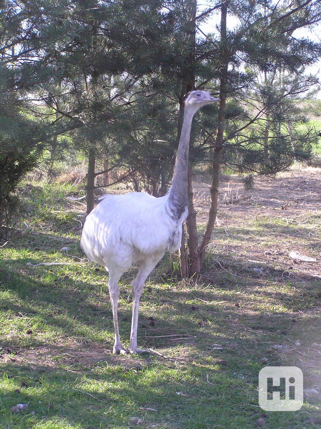 Nandu pampový bílá forma / Rhea americana - foto 1