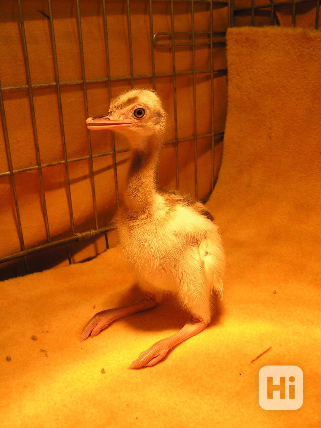 Nandu pampový bílá forma / Rhea americana - foto 1