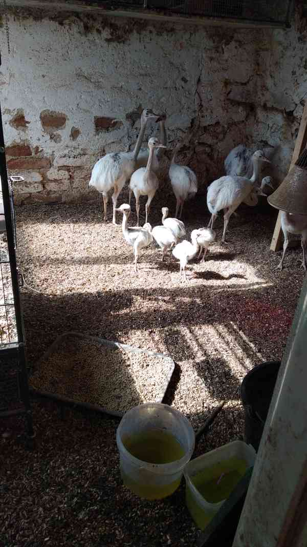 Nandu pampový bílá forma / Rhea americana - foto 5