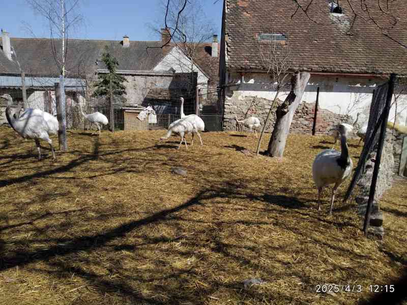 Nandu pampový bílá forma / Rhea americana - foto 4
