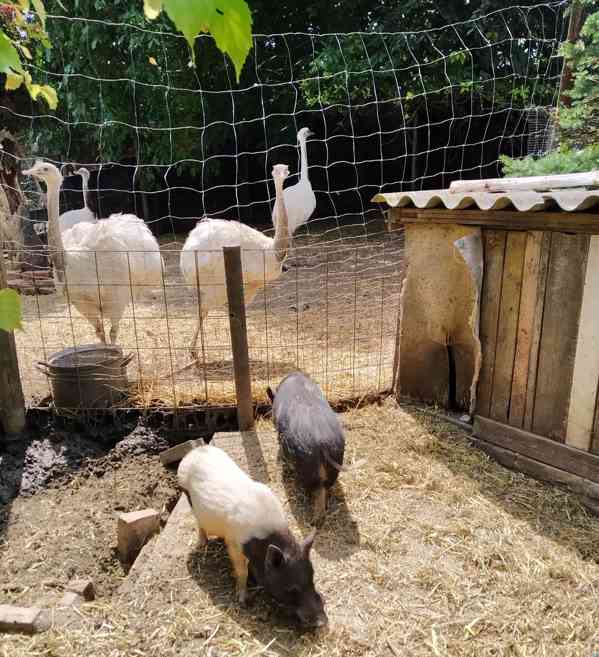 Nandu pampový bílá forma / Rhea americana - foto 2