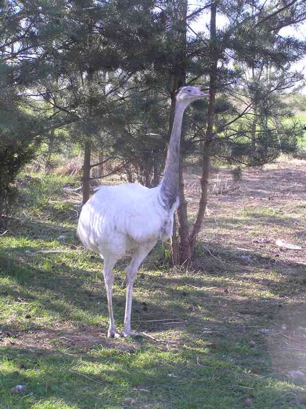 Nandu pampový bílá forma / Rhea americana - foto 1