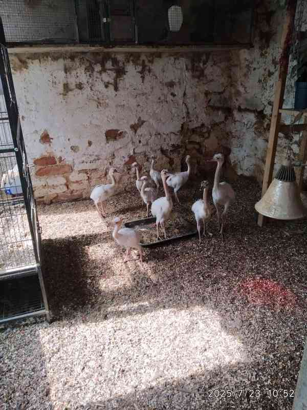 Nandu pampový bílá forma / Rhea americana - foto 5