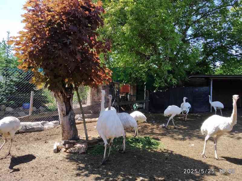 Nandu pampový bílá forma / Rhea americana - foto 6