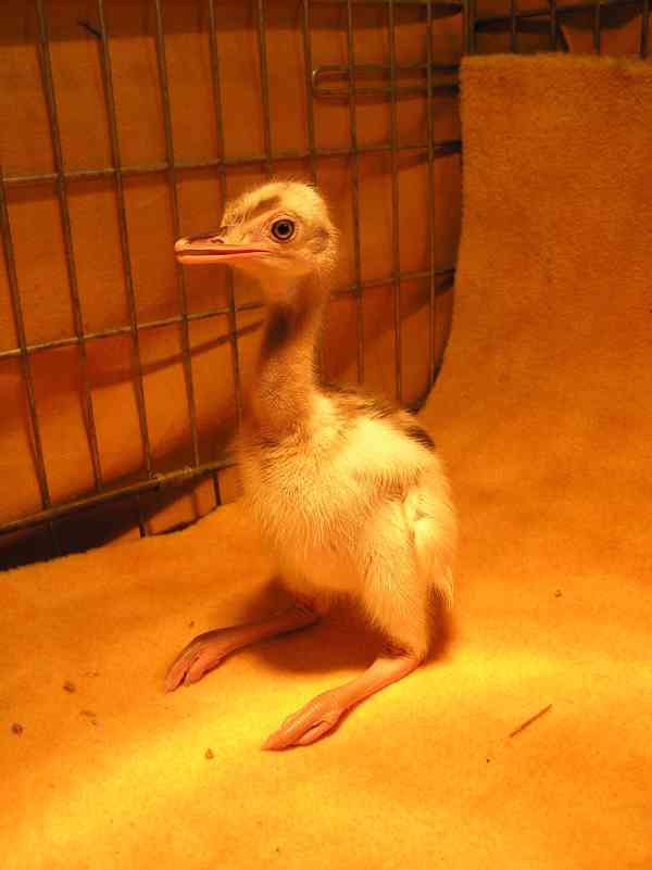 Nandu pampový bílá forma / Rhea americana - foto 5