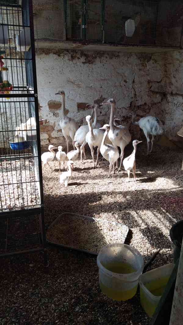 Nandu pampový bílá forma / Rhea americana - foto 6