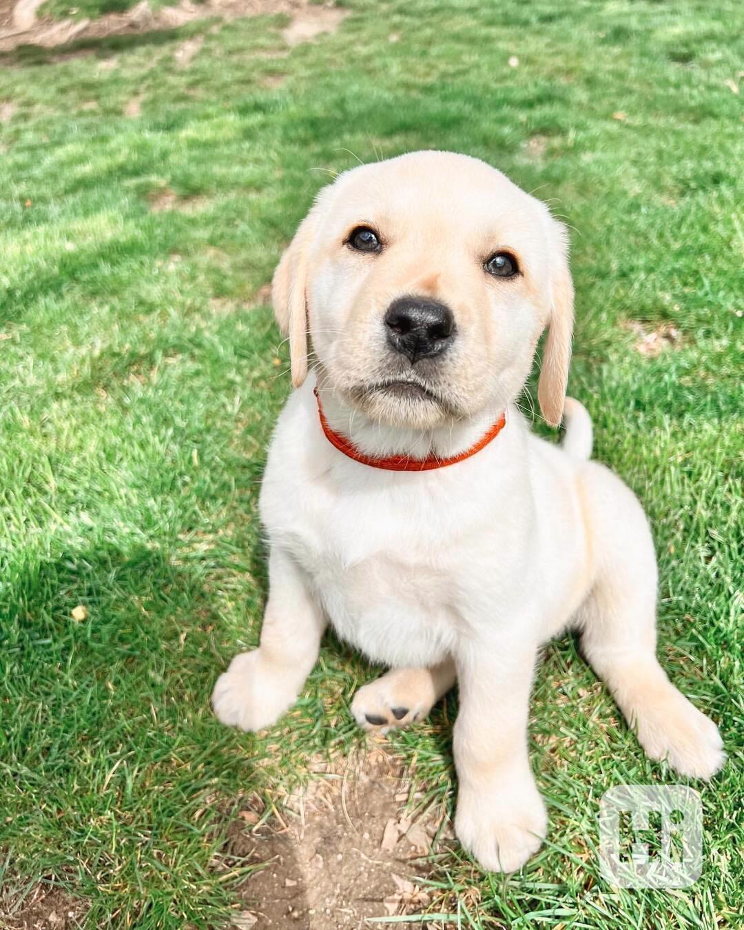 Rozkošná štěňata labradorského retrivera - foto 1
