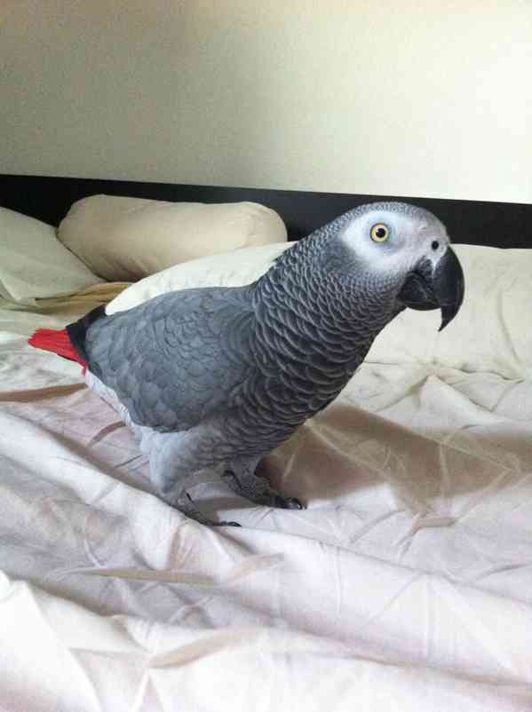 Pár mluvících papoušků šedých - foto 2