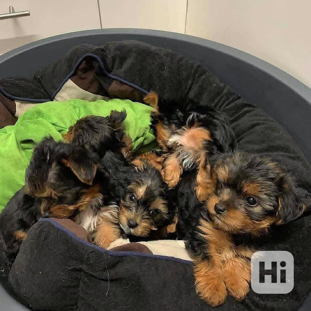 Typická štěňata jorkšírského teriéra - foto 1