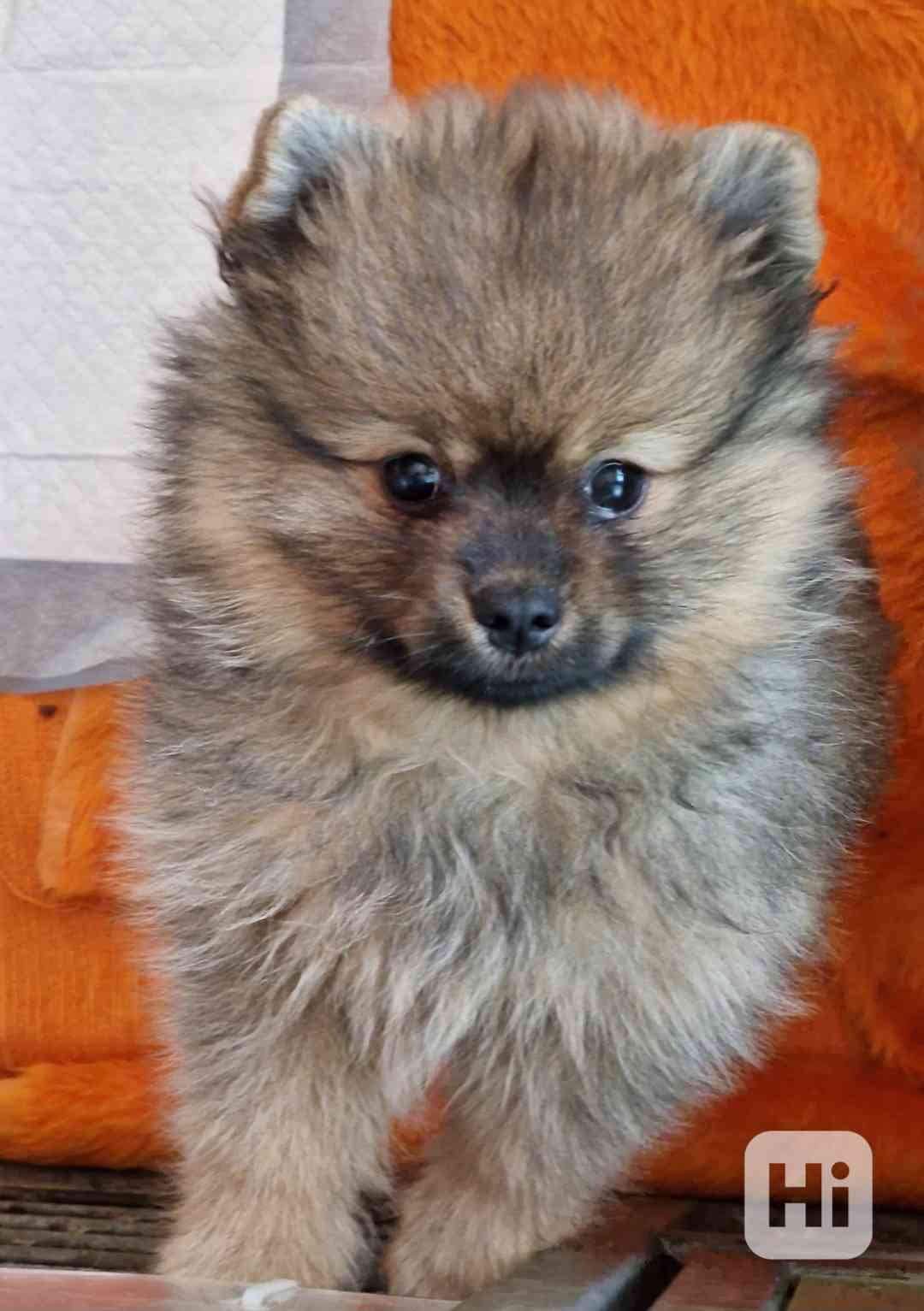 Německý špic malý s PP - foto 1