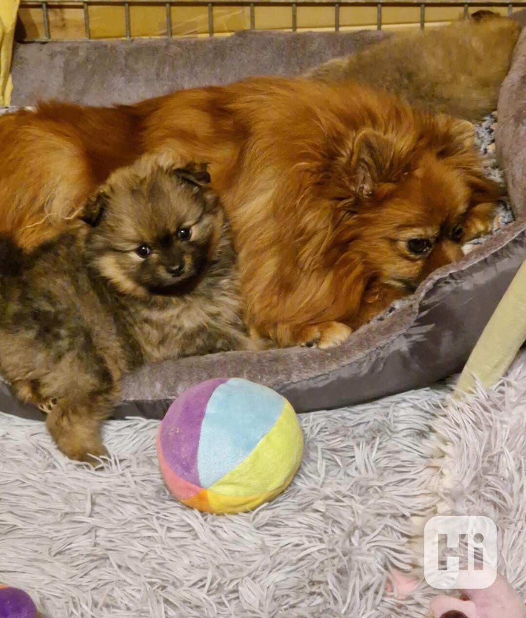 Německý špic malý s PP - foto 1