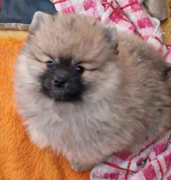 Německý špic malý s PP - foto 3