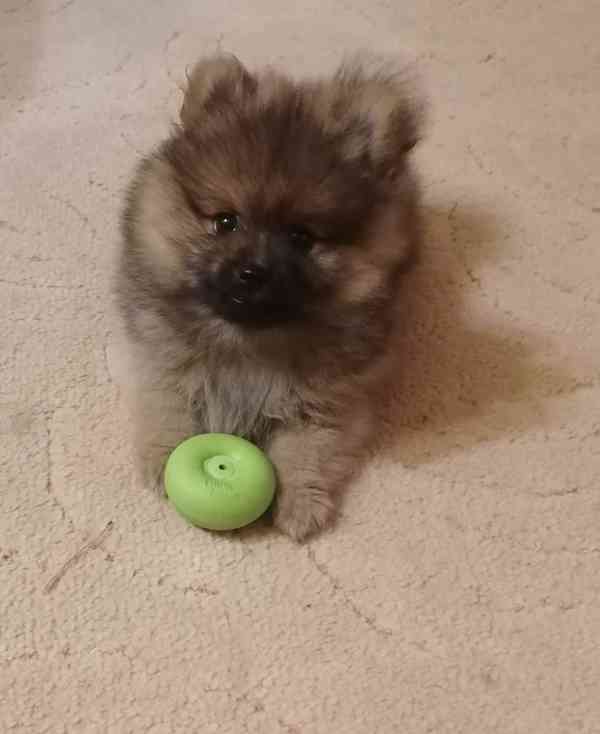 Německý špic malý s PP - foto 3