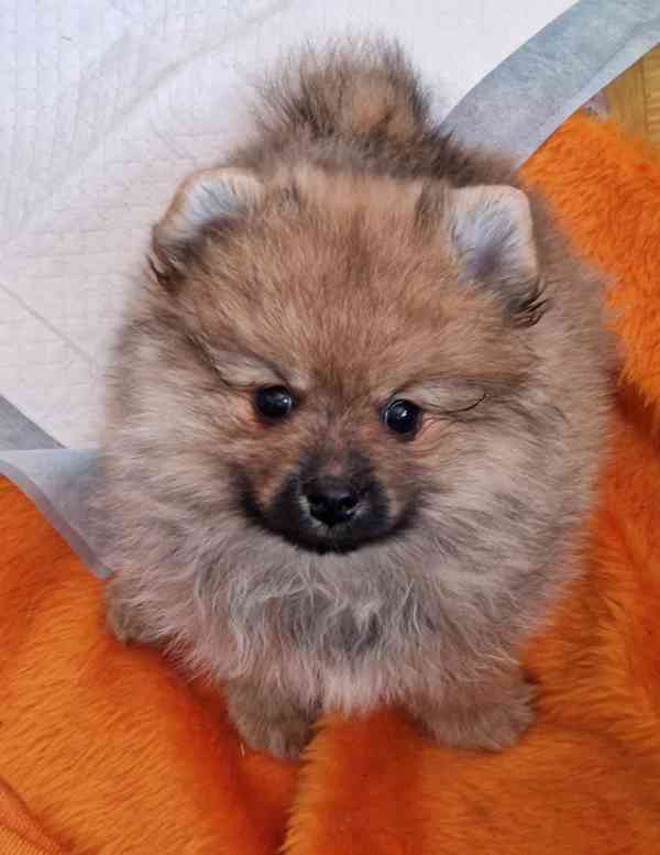 Německý špic malý s PP - foto 2