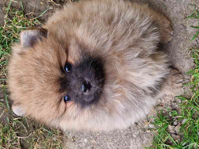 Německý špic malý s PP - foto 2