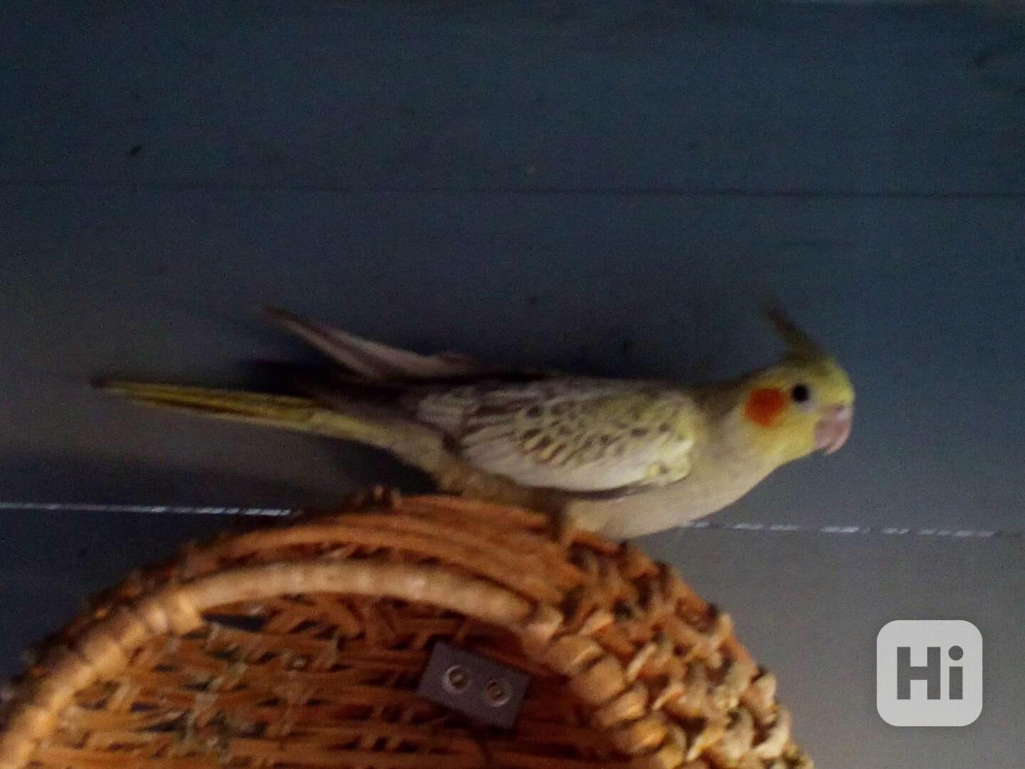Korela chocholatá - foto 1