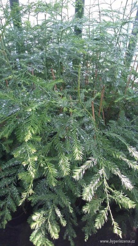 Sekvoje stálezelená - Sequoia sempervirens 150cm/690,-kč - foto 1