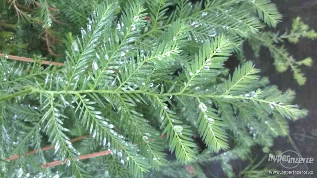 Sekvoje stálezelená - Sequoia sempervirens 150cm/690,-kč - foto 2