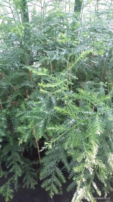 Sekvoje stálezelená - Sequoia sempervirens 150cm/690,-kč - foto 3