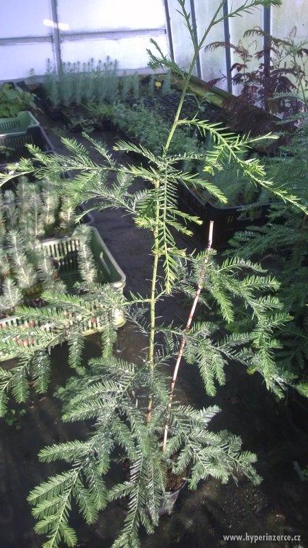 Sekvoje stálezelená - Sequoia sempervirens 150cm/690,-kč - foto 4