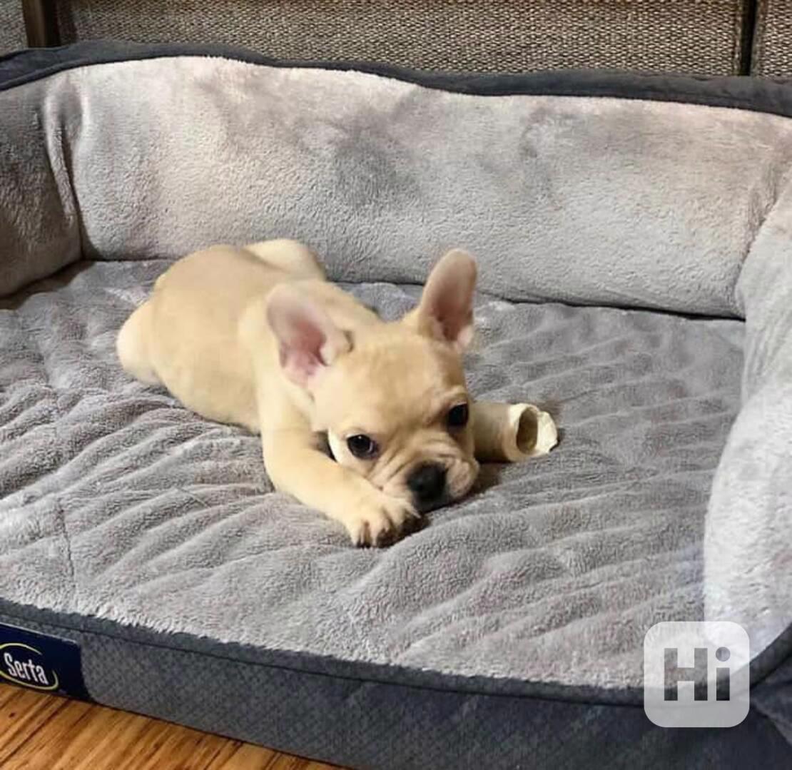 ahoj  Štěňata francouzského buldočka k prodeji dnes  - foto 1